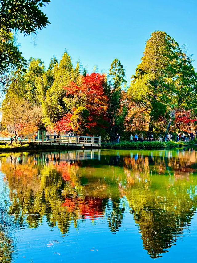 【絶景】湯布院で紅葉見るなら金鱗湖へ🍁