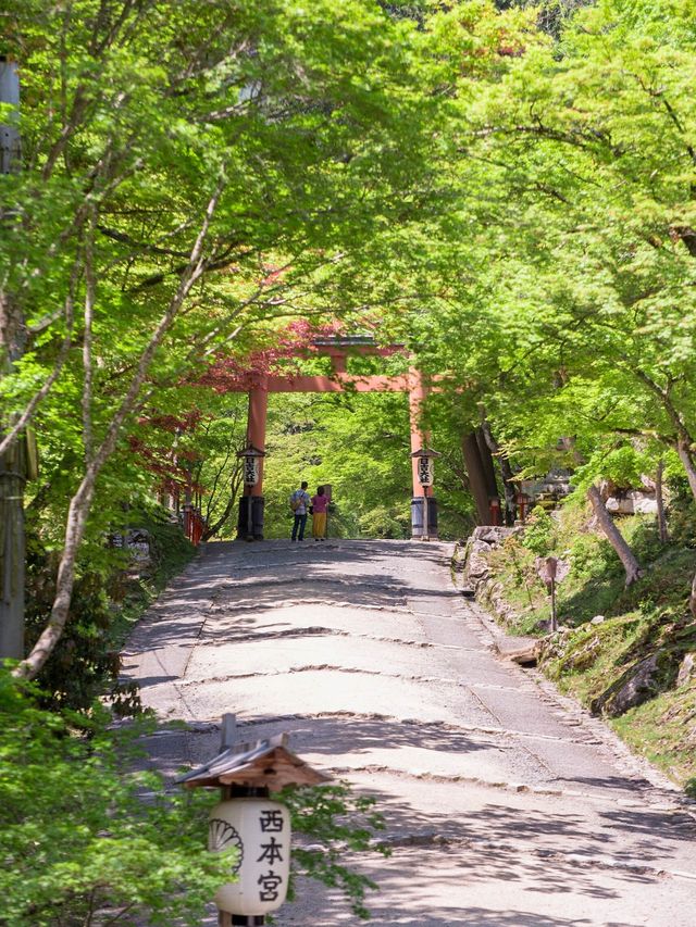 【初夏の新緑を味わおう！🌿】滋賀県・湖西エリアの新緑オススメスポット紹介&コース紹介！🚃✨