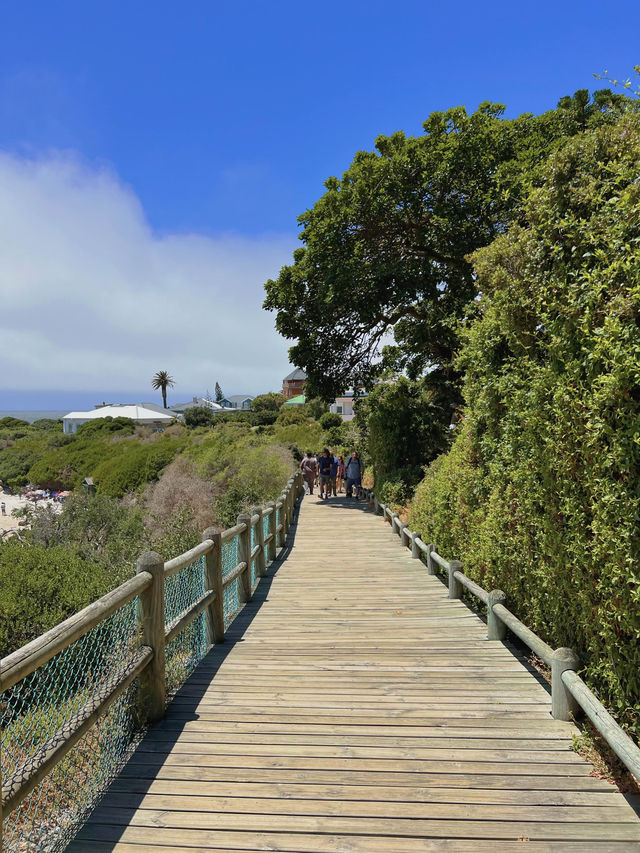 Boulders Beach : Simon's Town หาดแพนกวิ้น