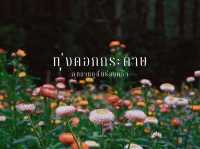 ทุ่งดอกกระดาษ - อุทยานภูหินร่องกล้า