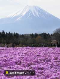 富士芝桜まつり（4月中旬〜