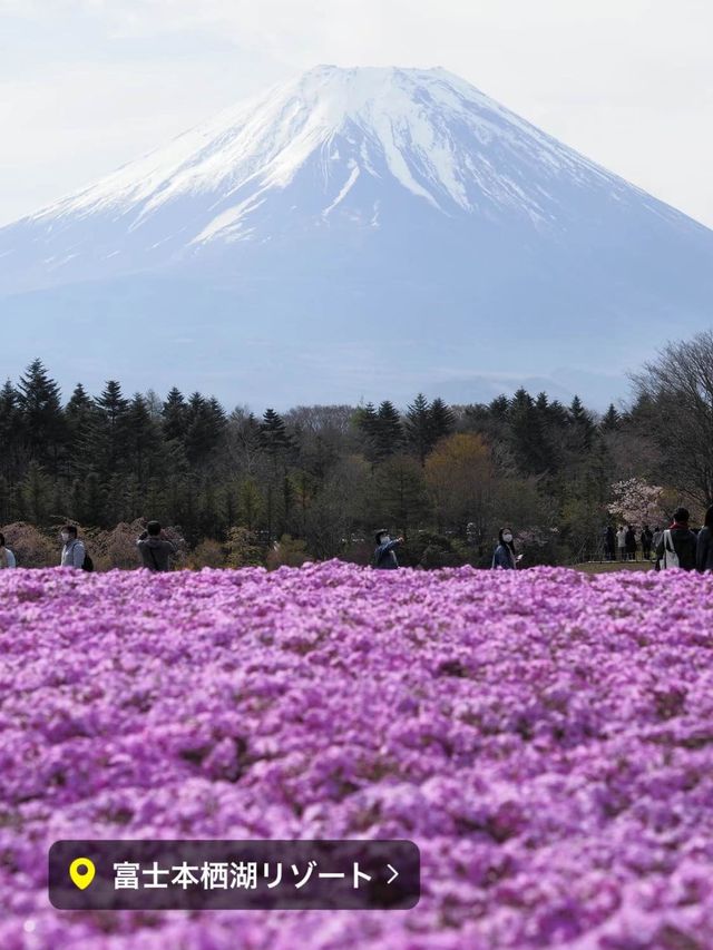 富士芝桜まつり（4月中旬〜