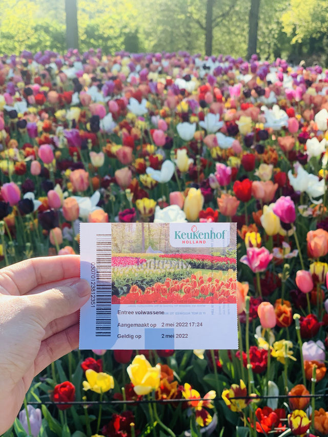 Tulip garden in Amsterdam 💐🌷