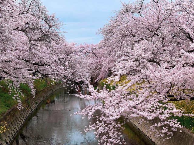 แม่น้ำโกโจ Iwakura (เทศกาลชมดอกซากุระ)🌸