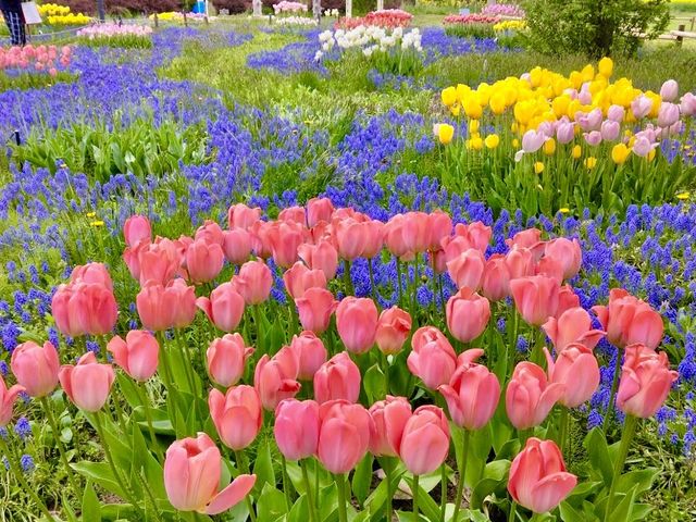 Yurigahara Park 