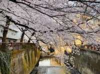 Sakura Season in Tokyo