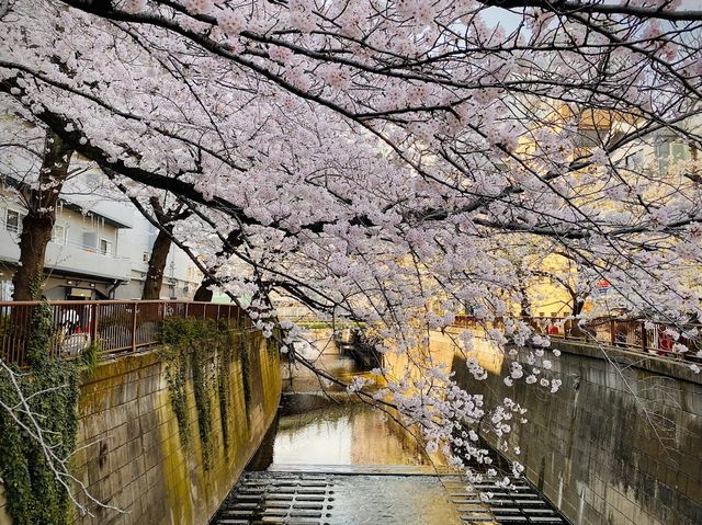 Sakura Season in Tokyo