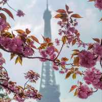 Cherry Blossom in France