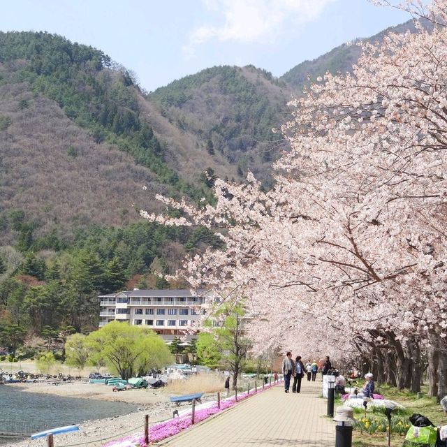 山梨の桜🌸河口湖北岸の桜/富士・河口湖さくら祭り 🌸