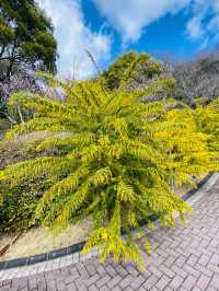 神戸布引ハーブ園！2024年3月中旬の開花状況