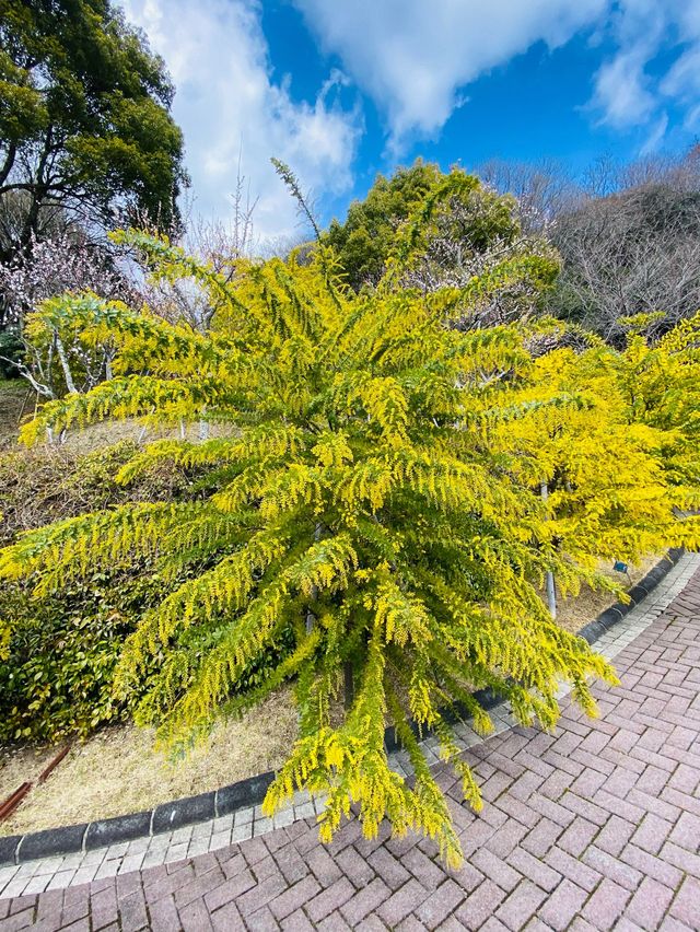 神戸布引ハーブ園！2024年3月中旬の開花状況
