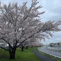 穴場スポット？？？🌸