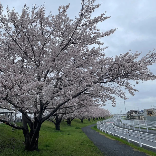 穴場スポット？？？🌸