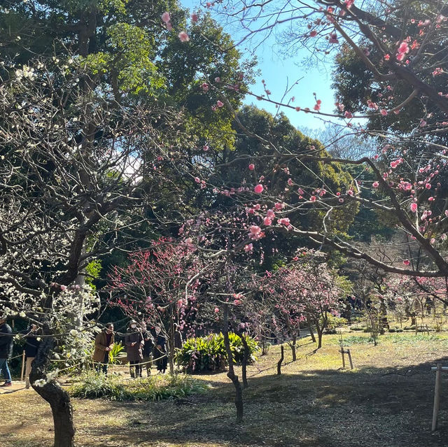 【都会の真ん中に自然★】小石川後楽園