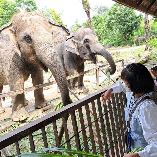 สวนสัตว์เขาเขียว