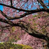 「汐入公園」櫻花的身心洗禮