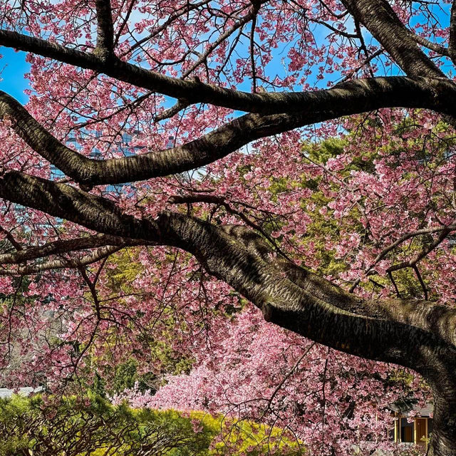 「汐入公園」櫻花的身心洗禮