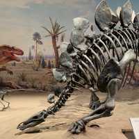 【アルバータ】ドラムヘラー！恐竜好きにおすすめ🦕