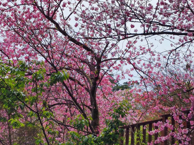 陽明山櫻花花況更新，陽明山美景不可錯過