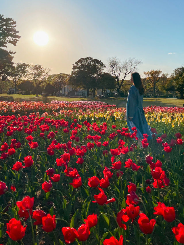 【大阪】春満開！！旬のお花が楽しめる公園