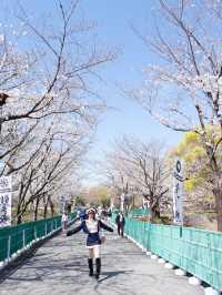 🇯🇵อัพเดต Kumamoto ซากุระบานแล้วน้า🌸