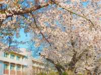 南韓大邱｜韓國嶺南大學｜櫻花｜打卡