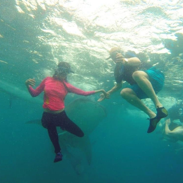 Cebu whale shark