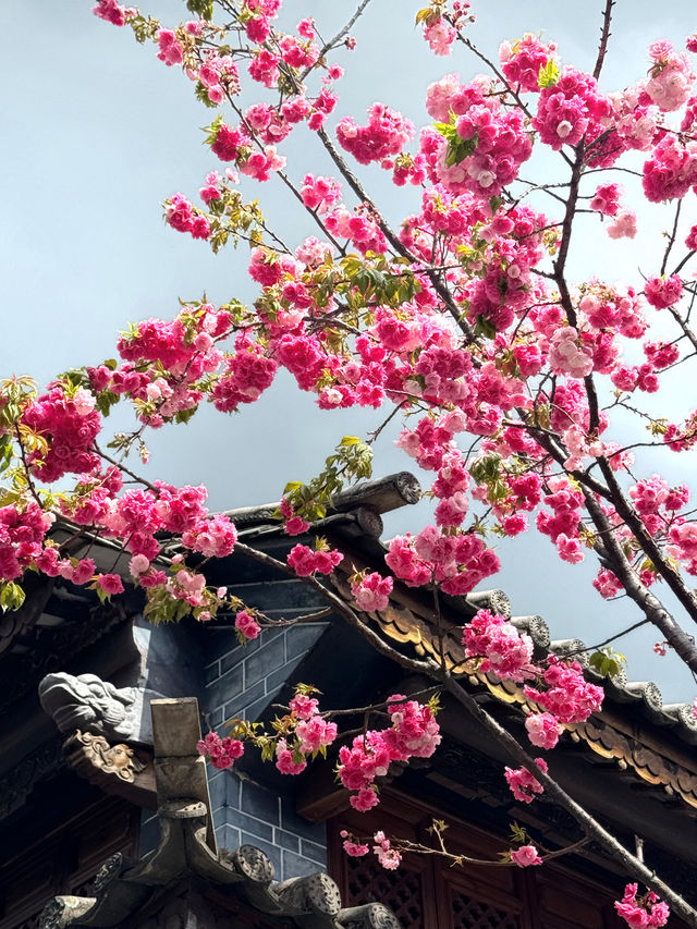 🇨🇳 🌸 Springtime Blossom in Dali