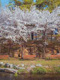청춘 드라마 풍경에 한 장면 같은 “시화 벚꽃공원”