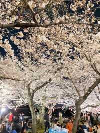 【2024年桜】観桜ナイター