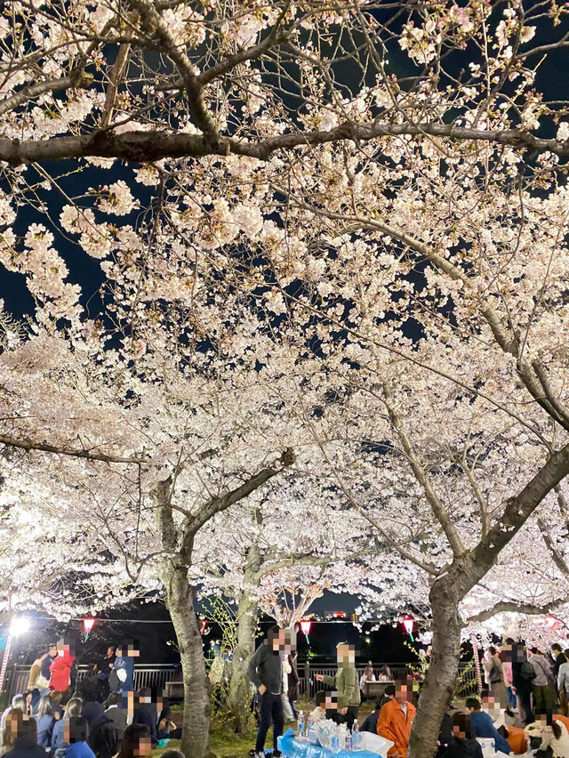 【2024年桜】観桜ナイター