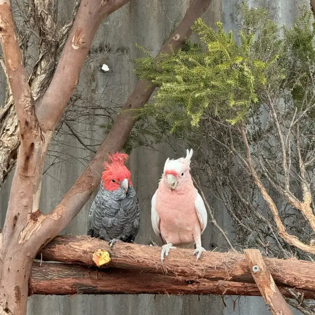 Perth動物園🐨遛小孩的好去處