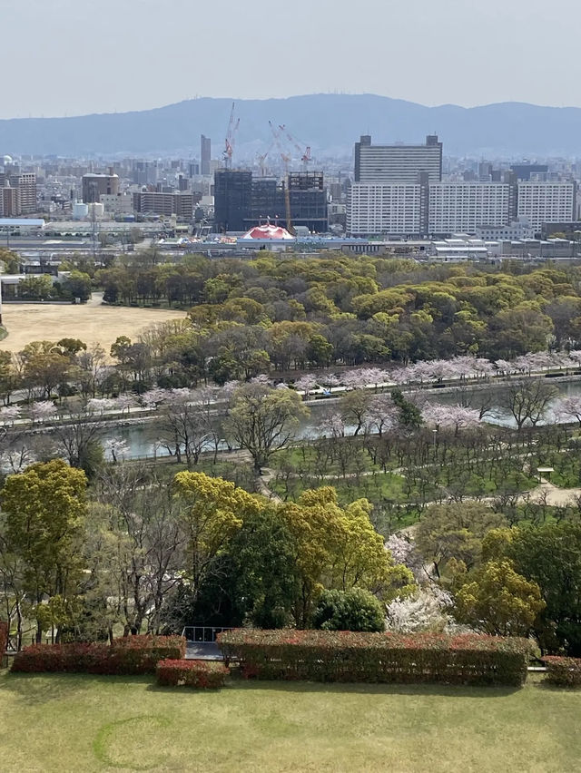 【2024年桜】大阪城の桜