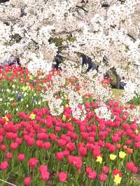 튤립과 벚꽃의 조화로 동화 속 같은 곳🌸🌷