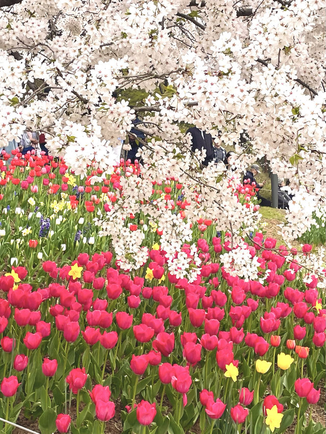 튤립과 벚꽃의 조화로 동화 속 같은 곳🌸🌷
