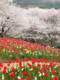 튤립과 벚꽃의 조화로 동화 속 같은 곳🌸🌷