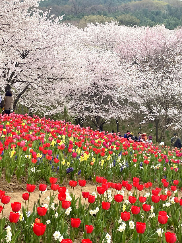 튤립과 벚꽃의 조화로 동화 속 같은 곳🌸🌷