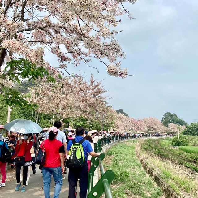 彰化·盛開中的花旗木🌸