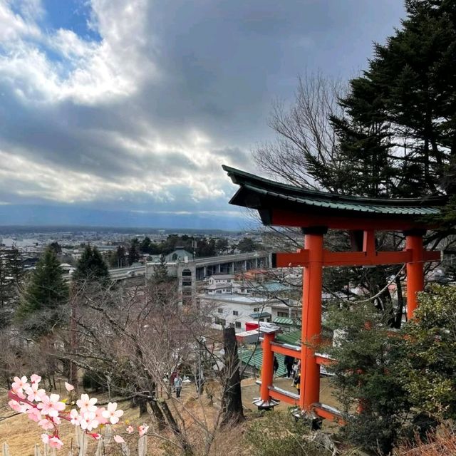 🌺 Very beautiful of Arakurayama Sengen Park