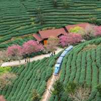 臺北貓空觀光茶園：小火車遊園獨特體驗