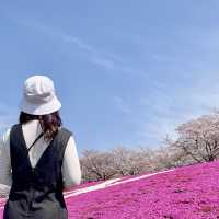 ชมซากุระพร้อมพรมสีชมพู