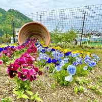 洲原ひまわりの里