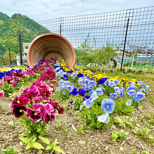 洲原ひまわりの里