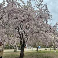 【青森】みちのく三大桜の名所で楽しもう🌸