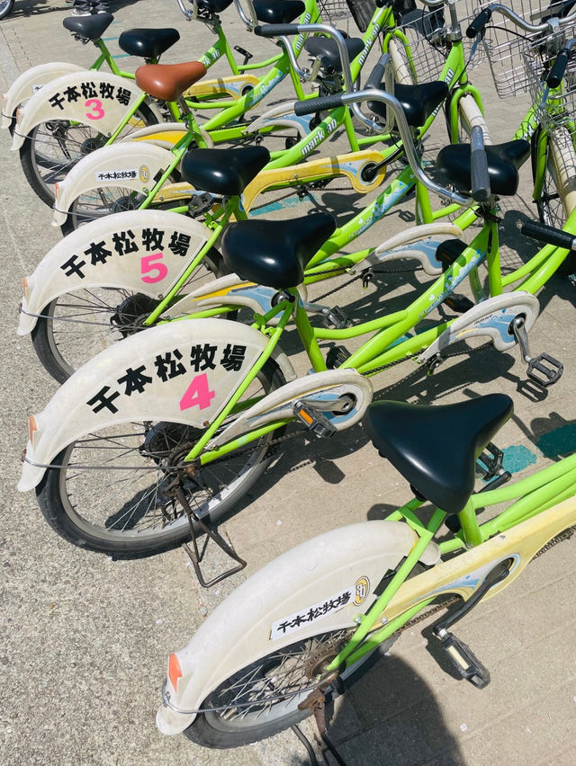 【栃木 那須塩原】約300mの桜並木が綺麗な🌸千本松牧場🌸