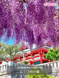 【おりひめの藤/栃木県】足利織姫神社の満開の藤