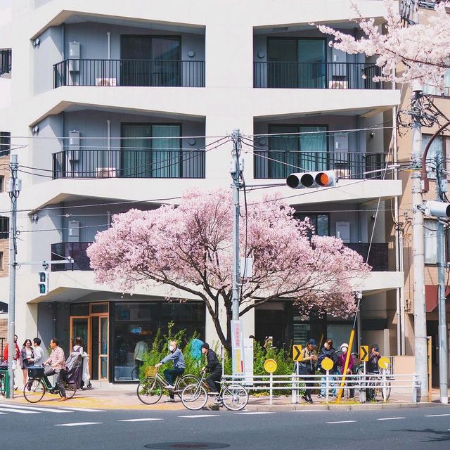 Cherry Blossom in Tokyo,Japan