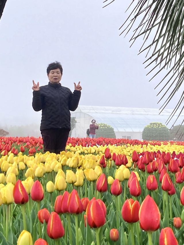 엄마와 함께 튤립꽅 만발했던 ‘태안 세계 튤립꽃 박람회’