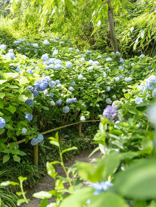 【神奈川県/鎌倉】朝活がおすすめ！鎌倉の外せないアジサイ寺