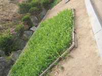 【首爾景點】「駱山公園」：韓劇拍攝熱點，欣賞花卉和首爾風景好去處‼️